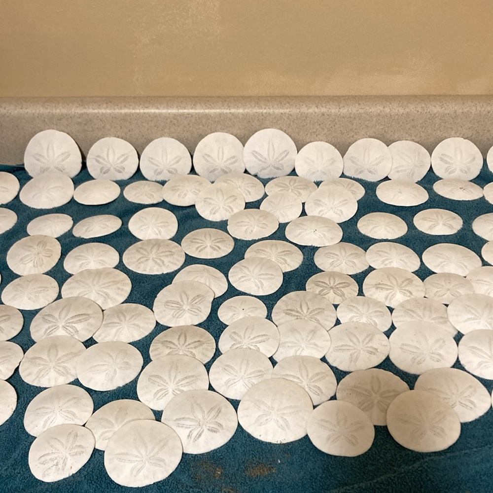 12 Real sand dollars